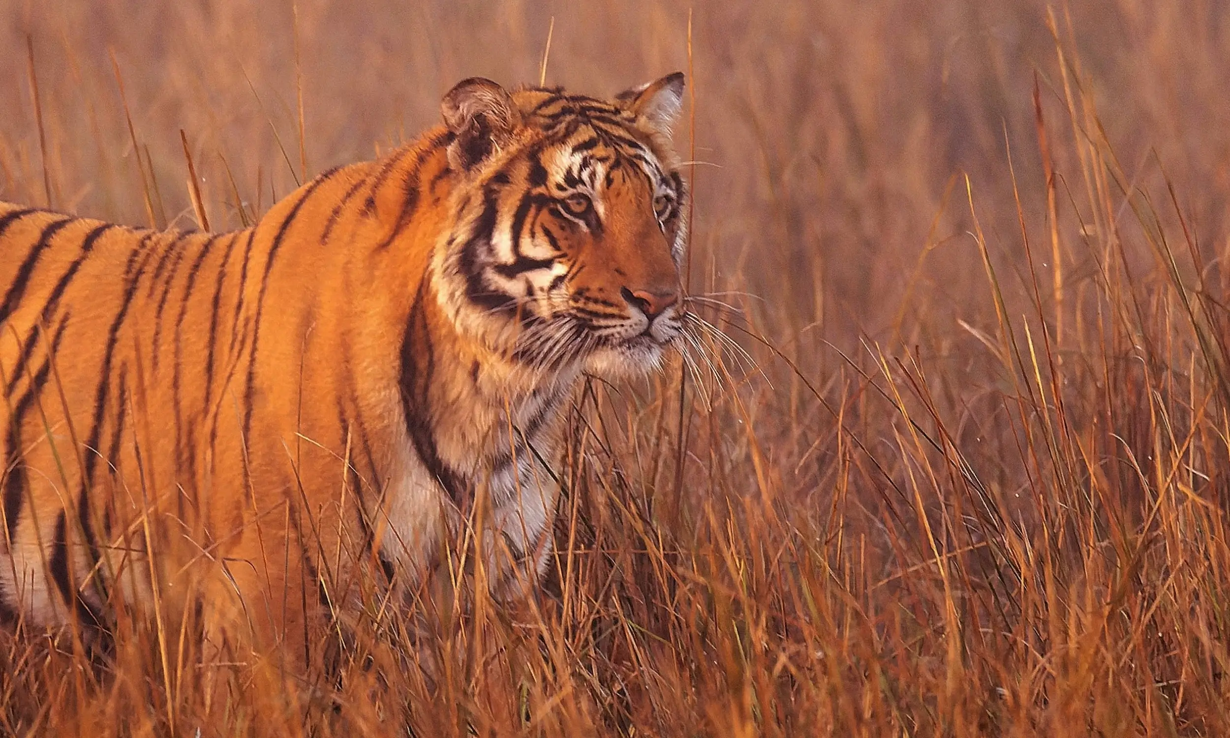 Uttarakhand Tourism - Wildlife Safari